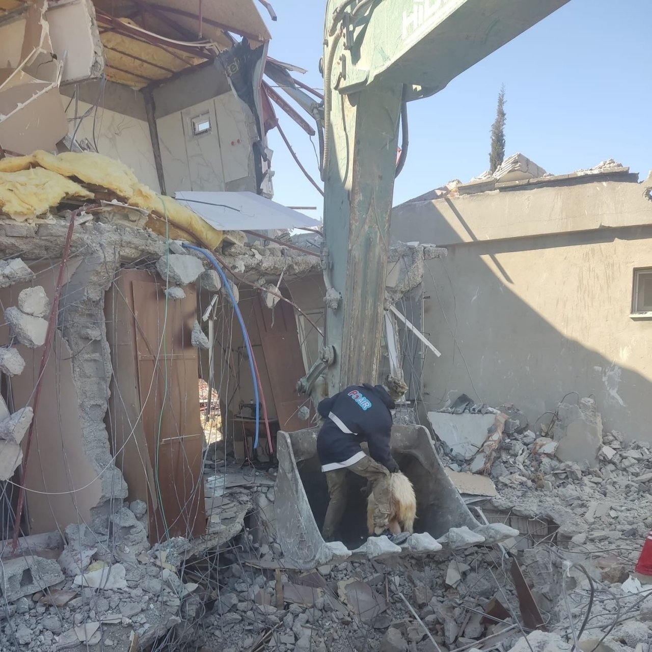 Deprem bölgesinde hayvanlar muayeneden geçiriliyor