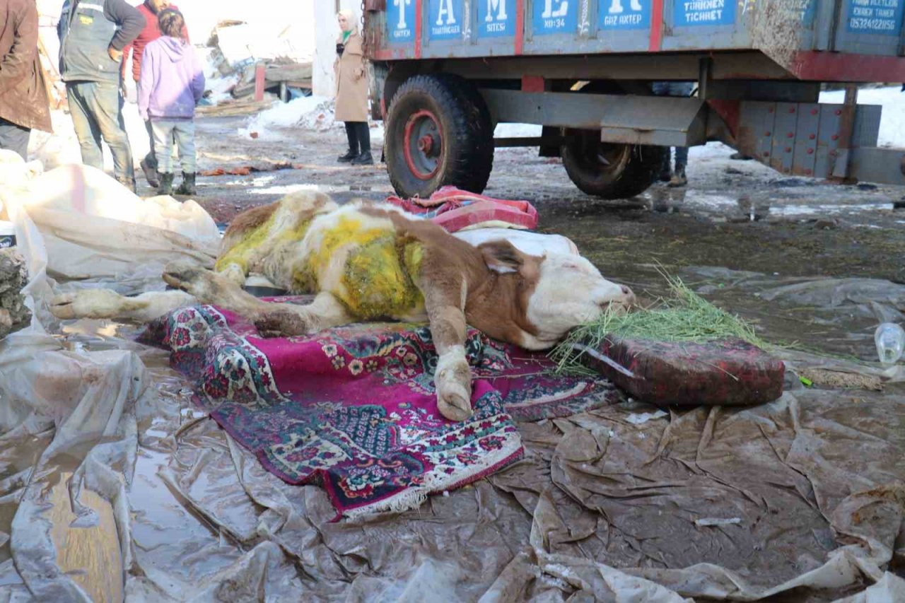 Malatya’da öldü denilen buzağı enkaz altından sağ kurtarıldı