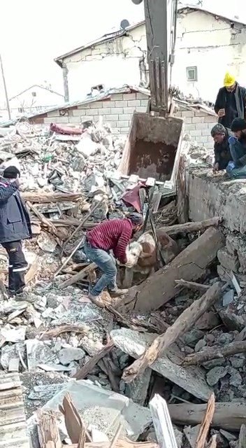 Malatya’da öldü denilen buzağı enkaz altından sağ kurtarıldı