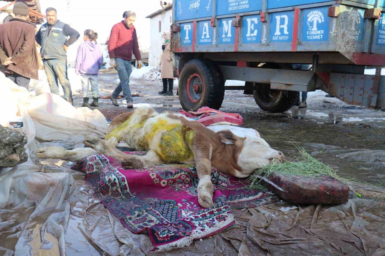 Malatya’da öldü denilen buzağı enkaz altından sağ kurtarıldı