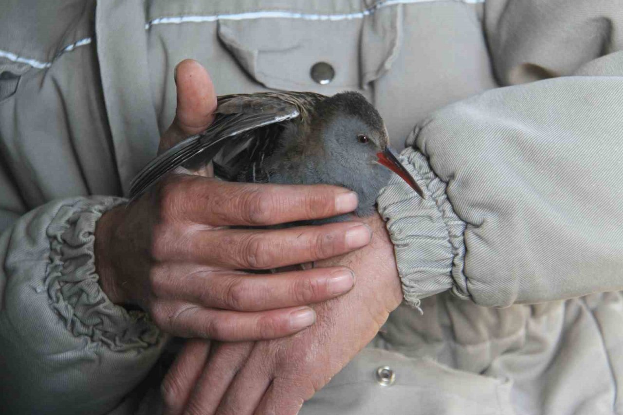 Limanda hareketsiz bulunan çulluk kuşuna balıkçılar sahip çıktı