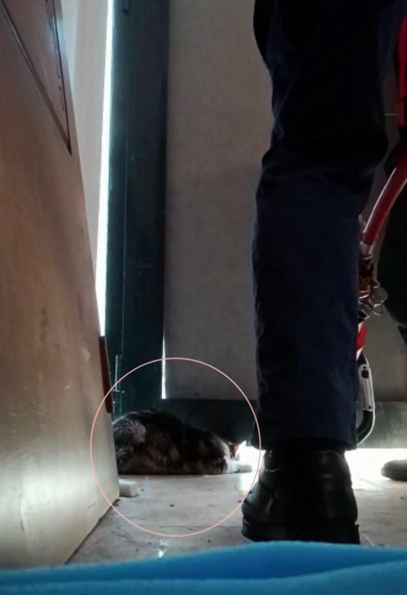 Yaramaz kedi kapının altına sıkıştı
