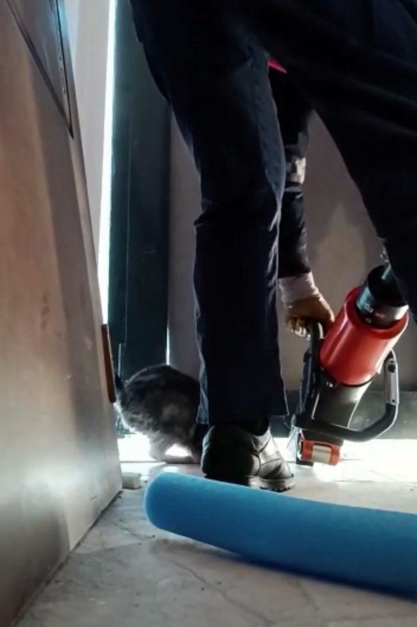Yaramaz kedi kapının altına sıkıştı