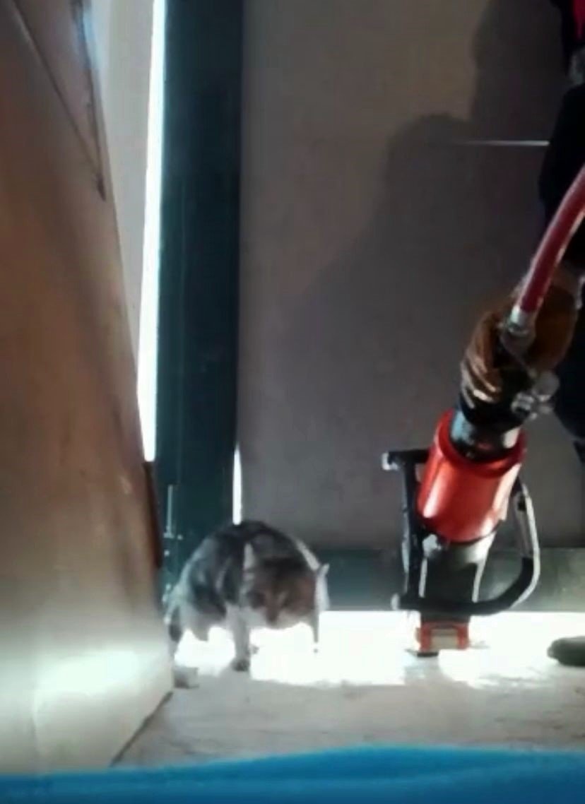 Yaramaz kedi kapının altına sıkıştı