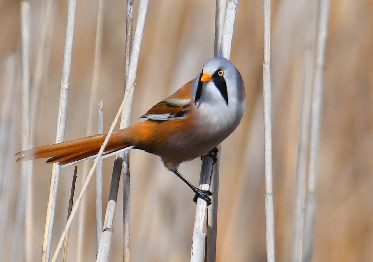 Hersek Lagünü’nde renkli görüntüler