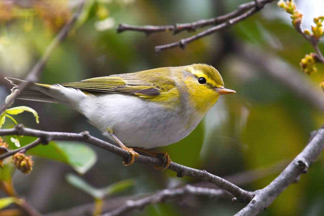 Hersek Lagünü’nde renkli görüntüler