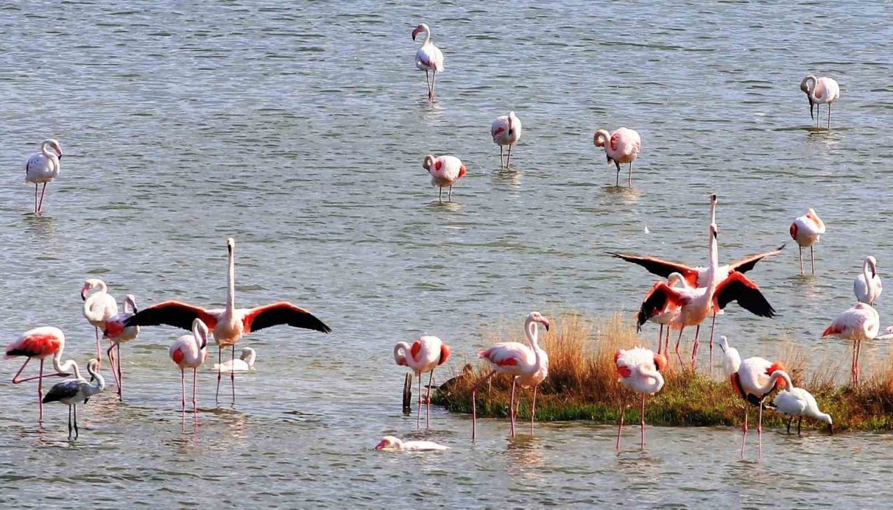 Hersek Lagünü’nde renkli görüntüler