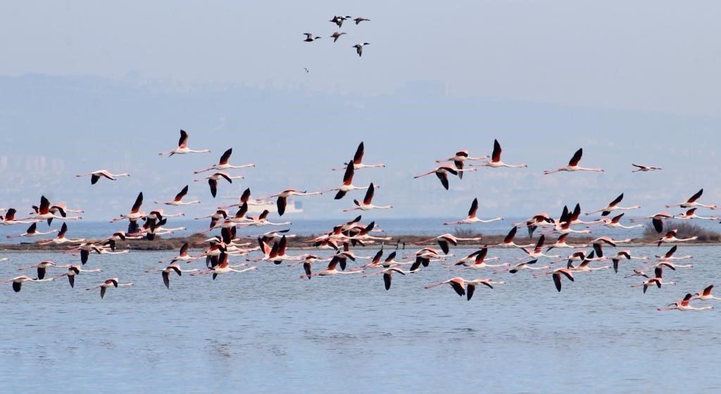 Hersek Lagünü’nde renkli görüntüler