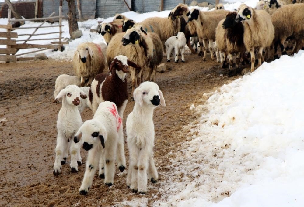 Zorlu kış şartlarında besicilerin ‘kuzu’ mesaisi