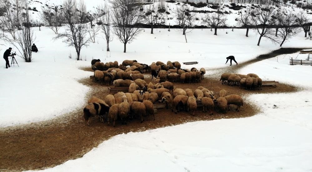 Zorlu kış şartlarında besicilerin ‘kuzu’ mesaisi