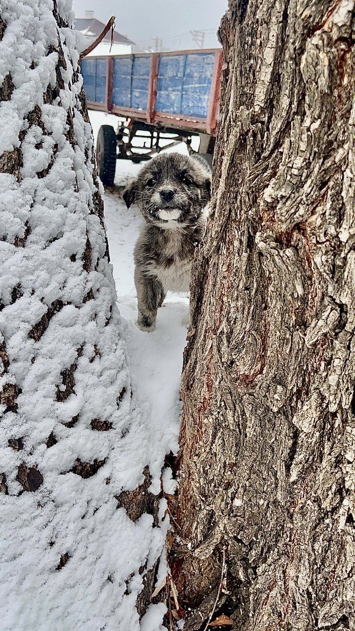 Ağrı’da kış manzarası göz kamaştırıyor