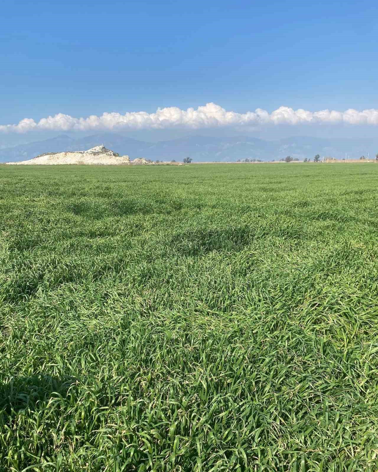 Aydın’da hububat ekili araziler denetlendi
