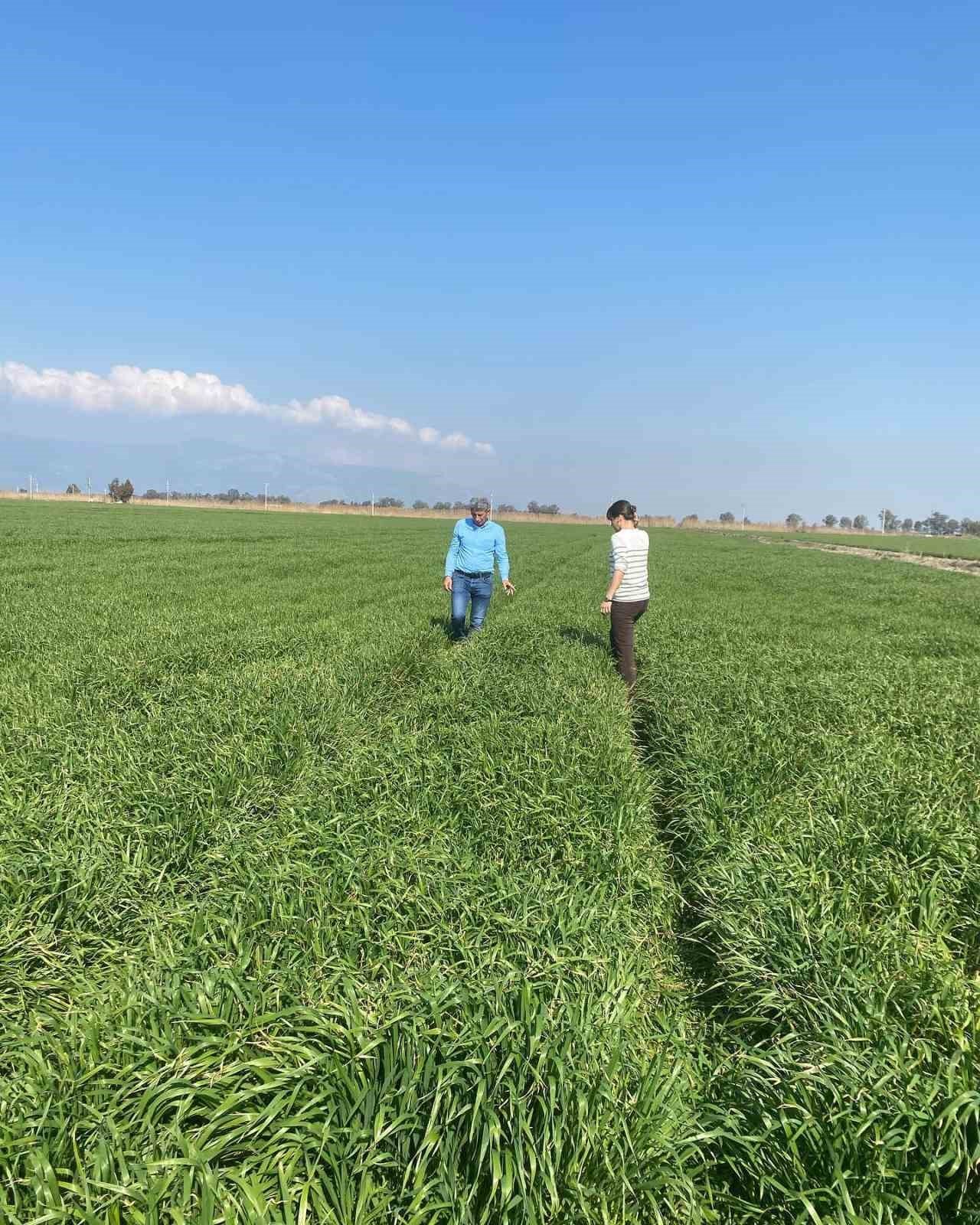 Aydın’da hububat ekili araziler denetlendi