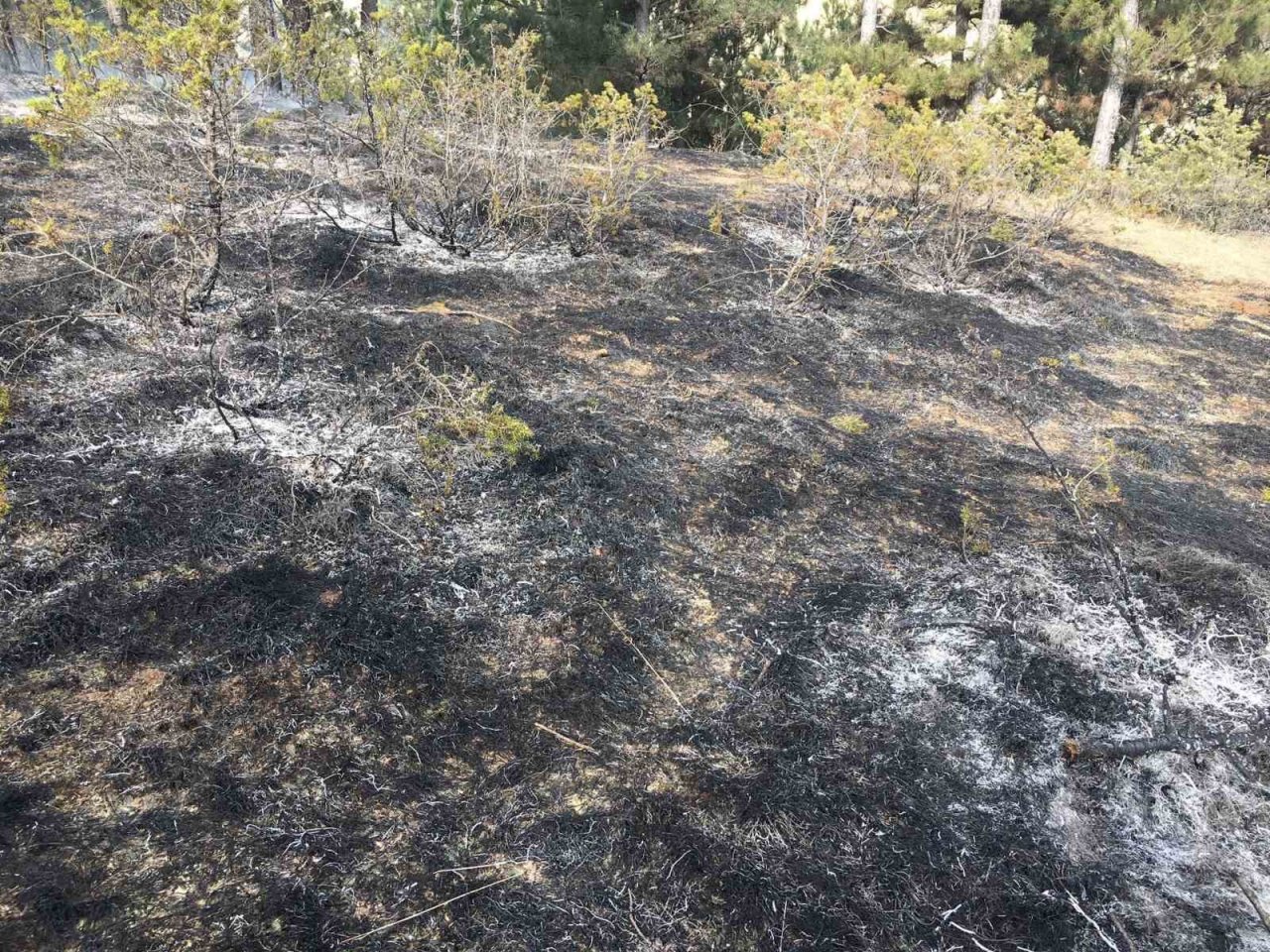 Topladığı çöpleri yakmak isterken ormanı yaktı
