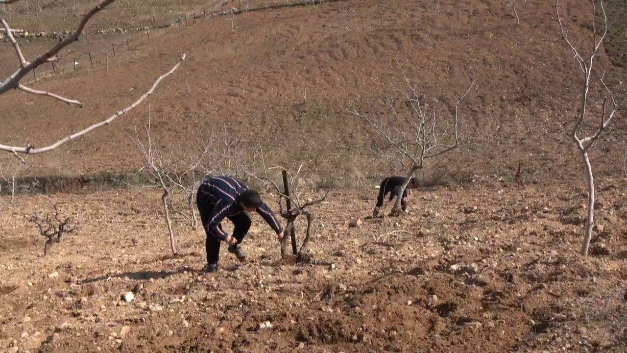 Siirtli çiftçilere hibe destekli sebze fidesi dağıtılacak