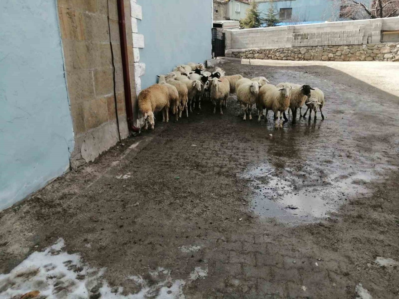 Köylüler 20 koyunu açık arttırmayla satıp, depremzedelere bağışladı