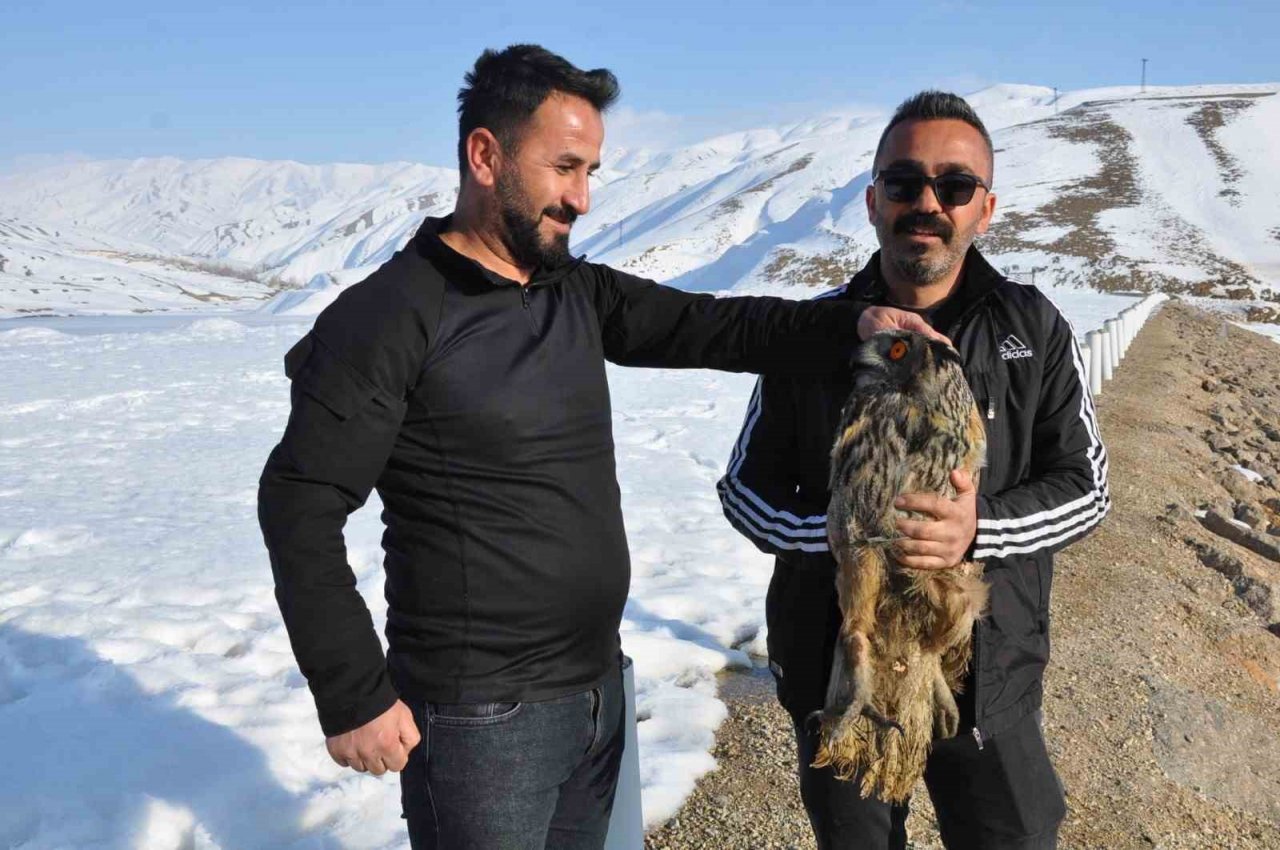 Tedavi edilen puhu kuşu doğaya bırakıldı