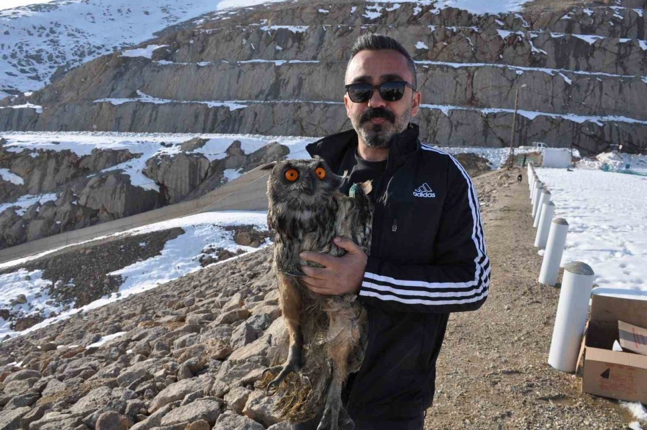 Tedavi edilen puhu kuşu doğaya bırakıldı