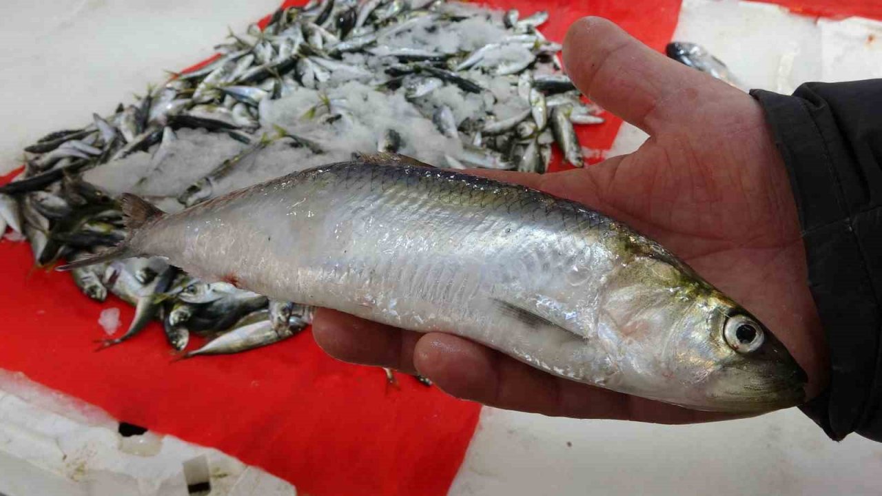 Kıyı balıkçıları, denizdeki olumsuz havadan etkileniyor