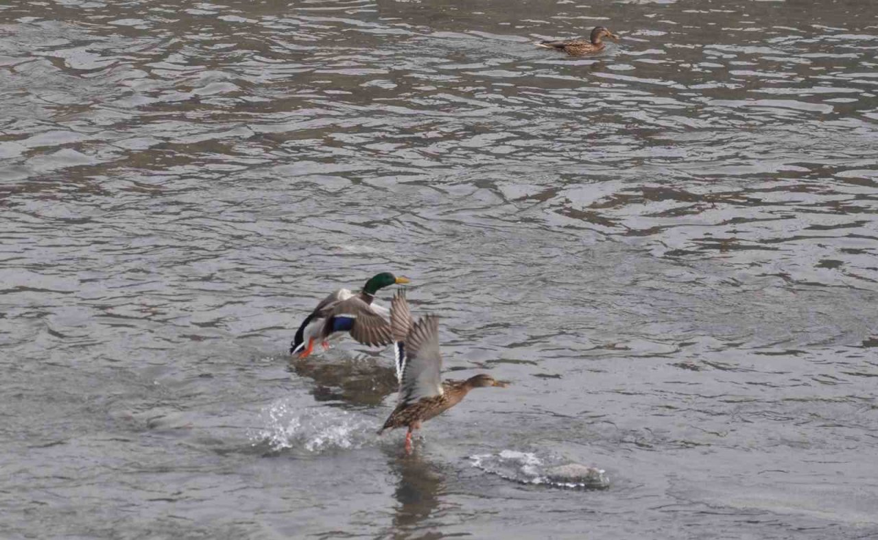 Yeşilbaş yaban ördekleri Kars’ı sevdi