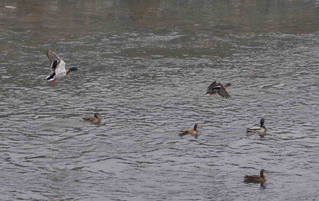 Yeşilbaş yaban ördekleri Kars’ı sevdi