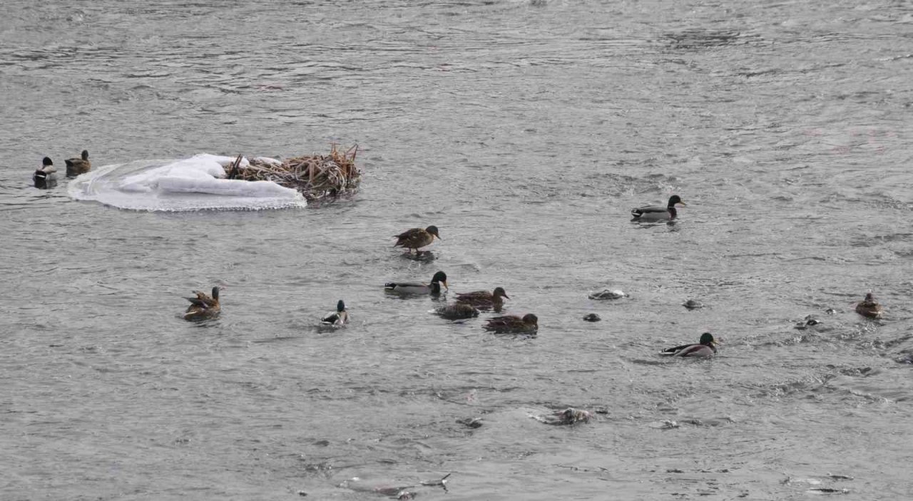 Yeşilbaş yaban ördekleri Kars’ı sevdi