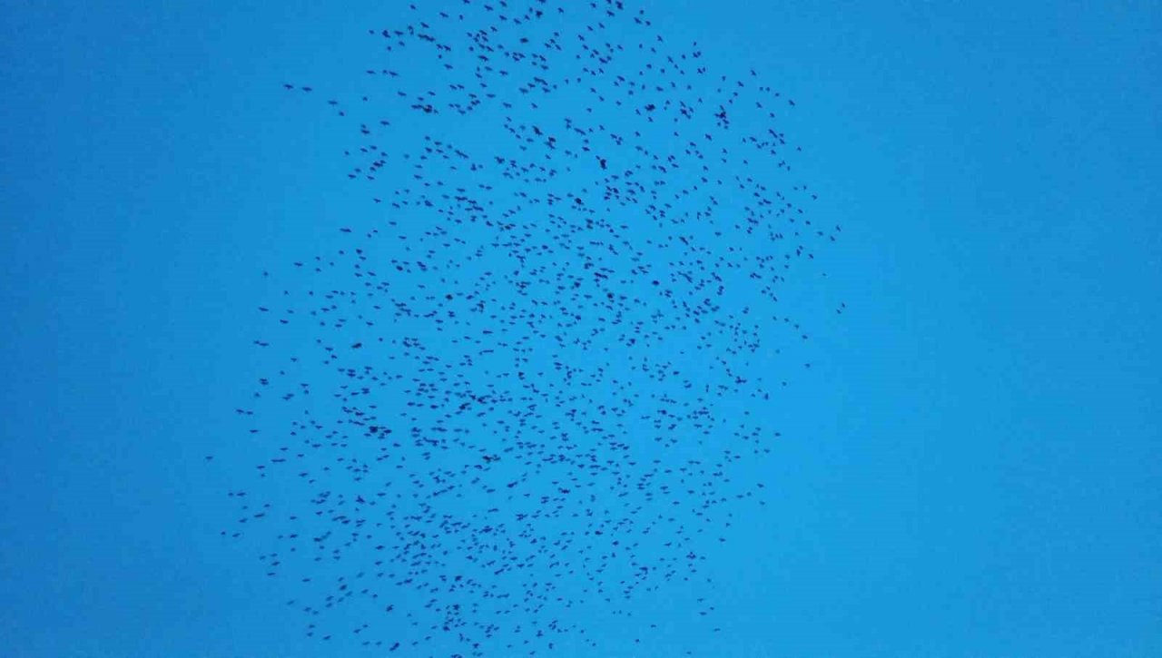 Tekirdağ’da sığırcık dansı