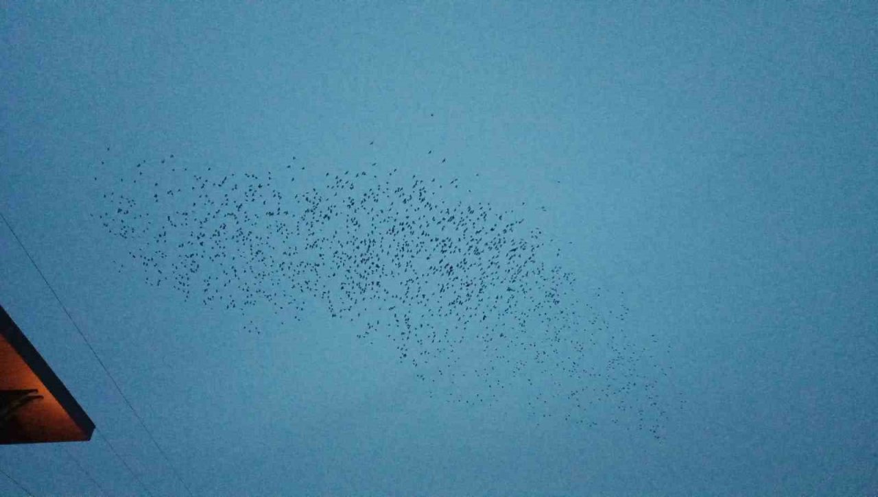 Tekirdağ’da sığırcık dansı