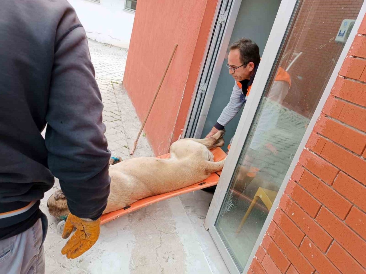 Köpek dövüşüne jandarma baskını: 15 gözaltı