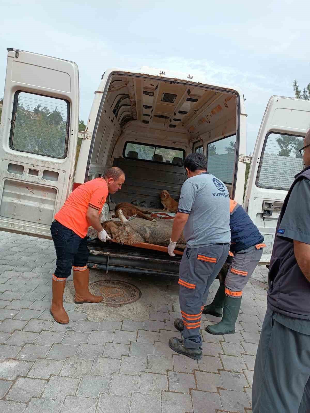 Köpek dövüşüne jandarma baskını: 15 gözaltı