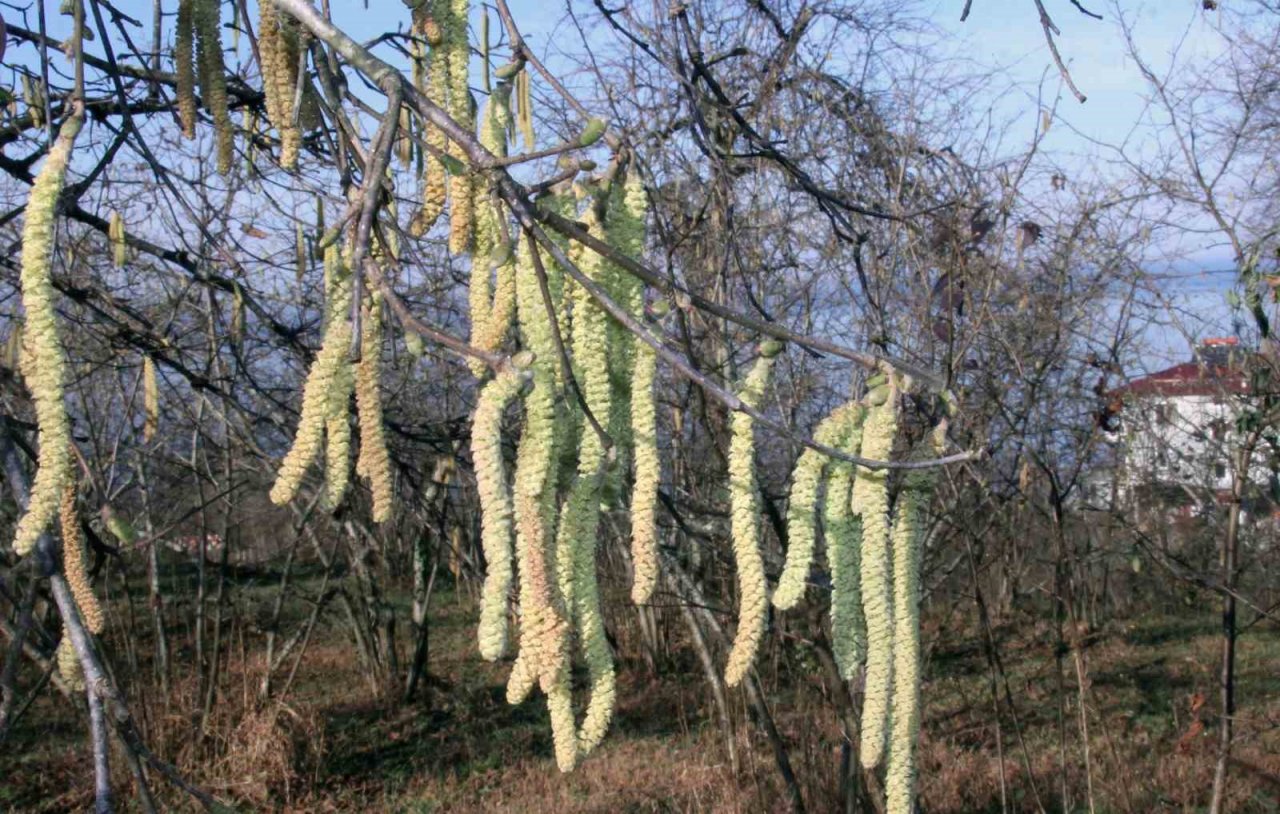 Fındık üreticilerine sigorta için son gün uyarısı