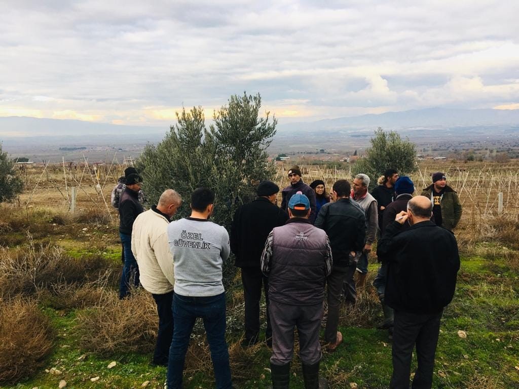 Salihli’de zeytin üreticilerine uygulamalı budama kursu