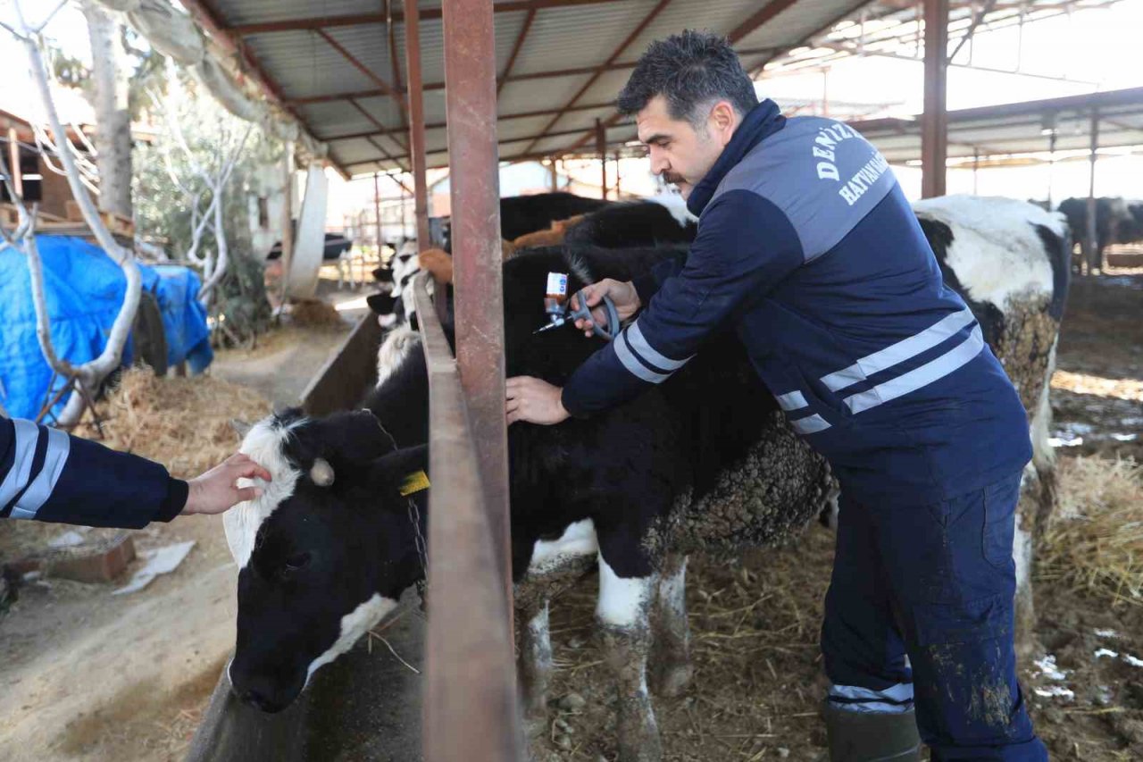 Pamukkale Belediyesi 60 bin hayvanı aşılamaya başladı
