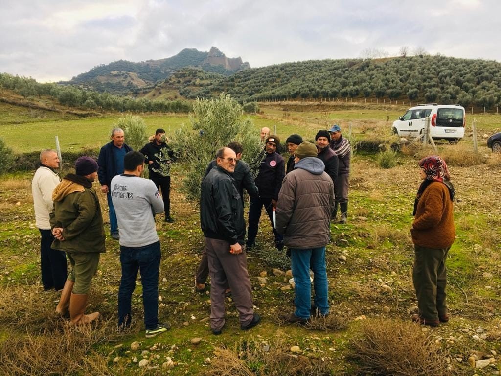 Salihli’de zeytin üreticilerine uygulamalı budama kursu