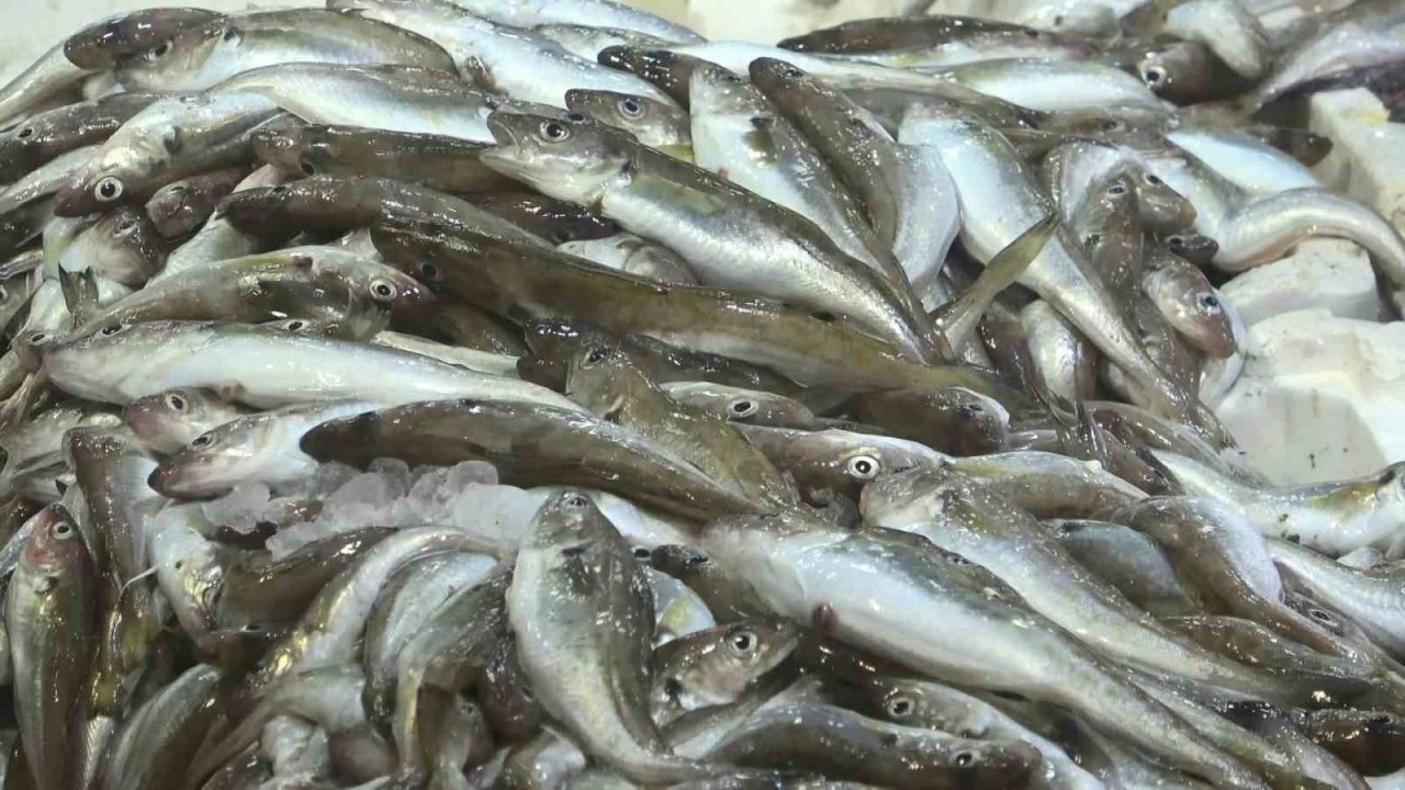 Hamside son günler, şimdi mezgit ve istavrit zamanı