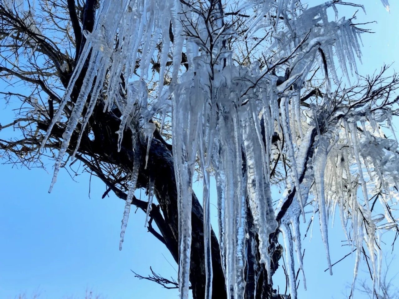 Özalp ilçesinde ağaçlar buz tuttu