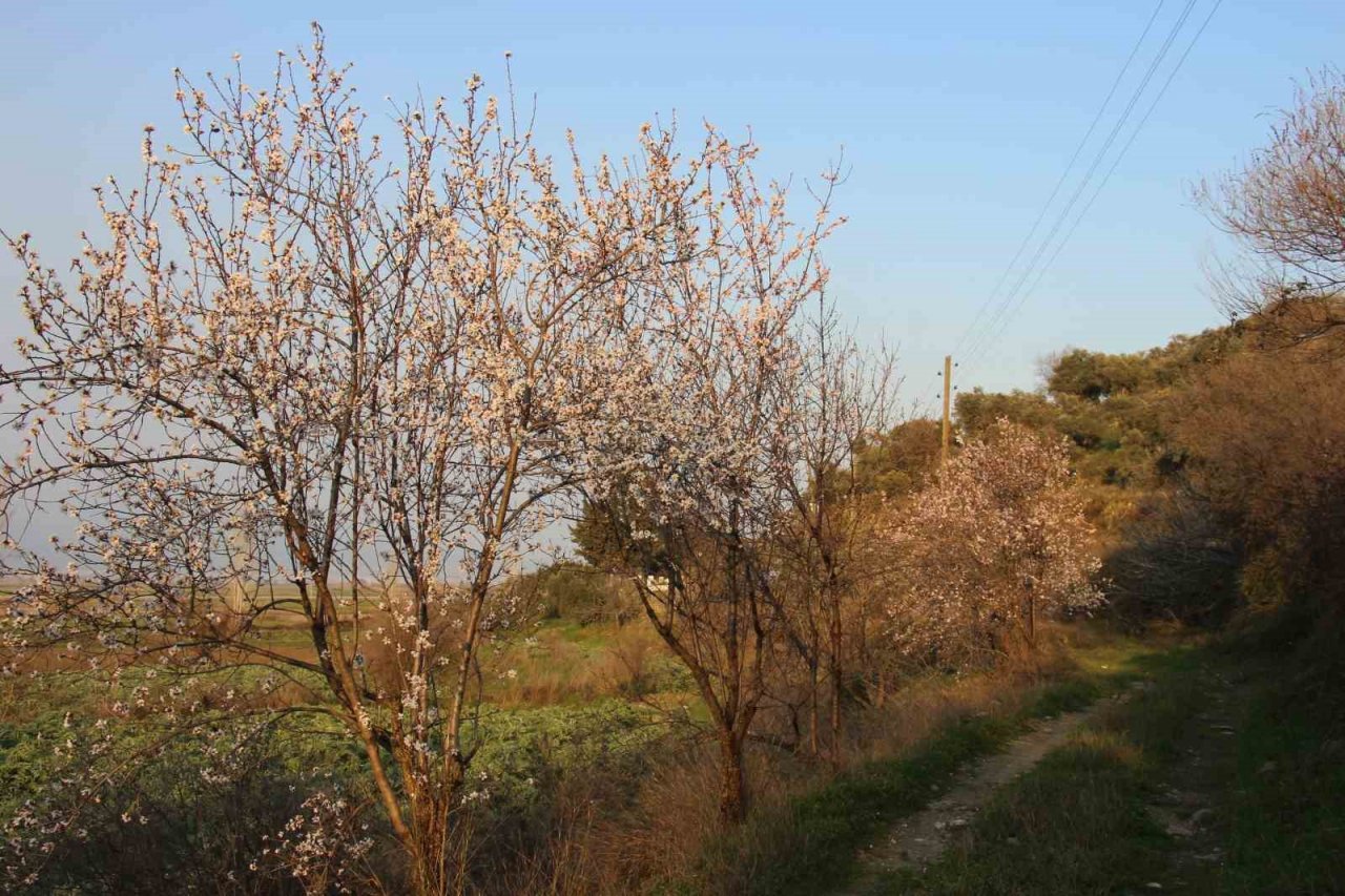 Badem ağaçları baharı çiçeklerle karşıladı