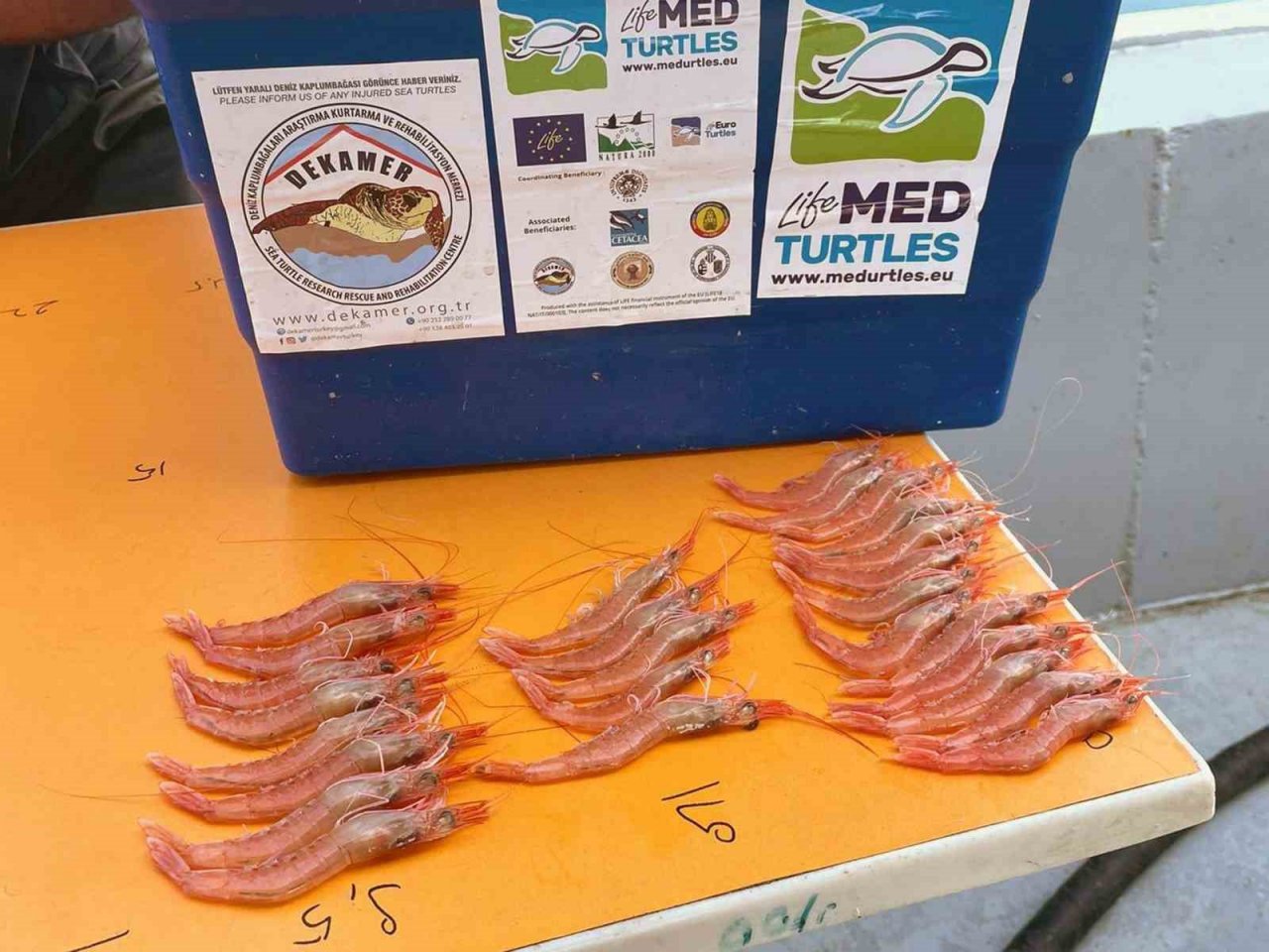 Kaplumbağa dışlama cihazı testleri devam ediyor