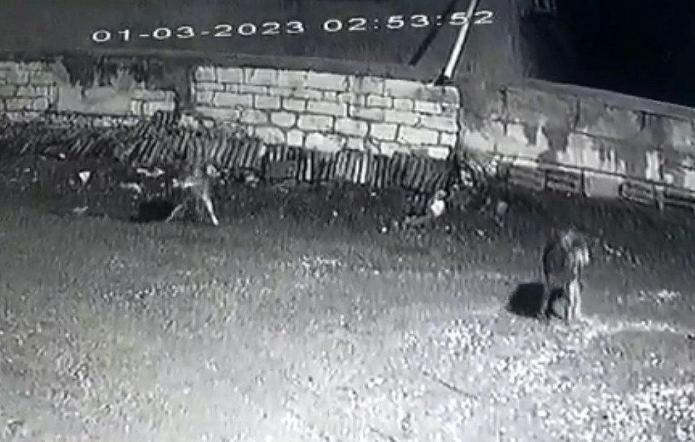 Kastamonu’da kurt sürüsü gece vakti köyü bastı