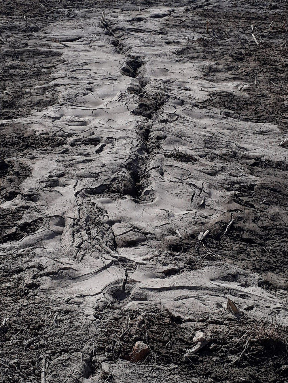 Depremle yarılan tarlalardan yüzeye su çıktı