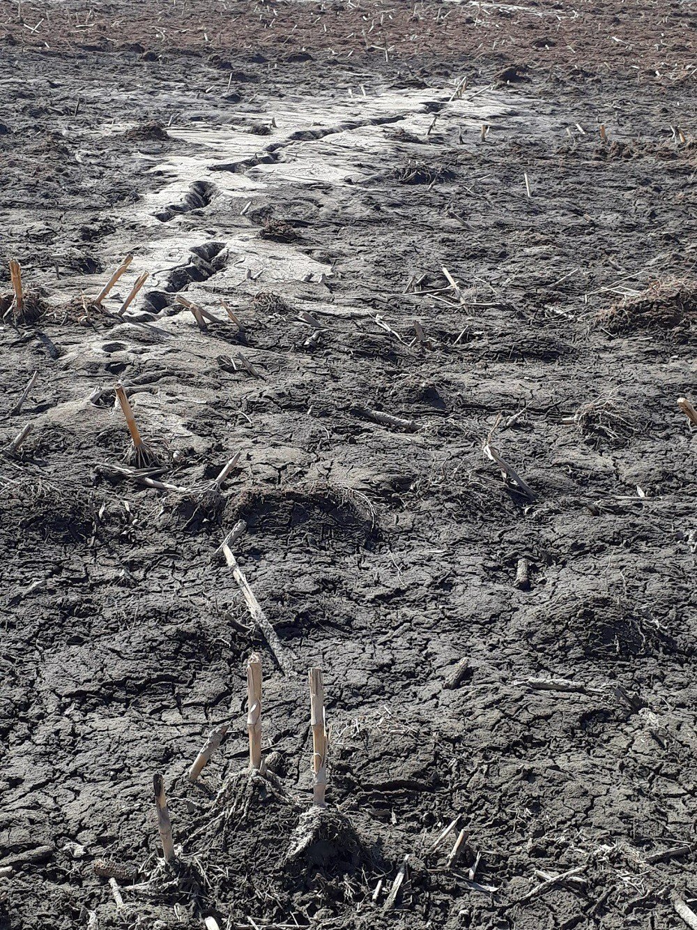 Depremle yarılan tarlalardan yüzeye su çıktı