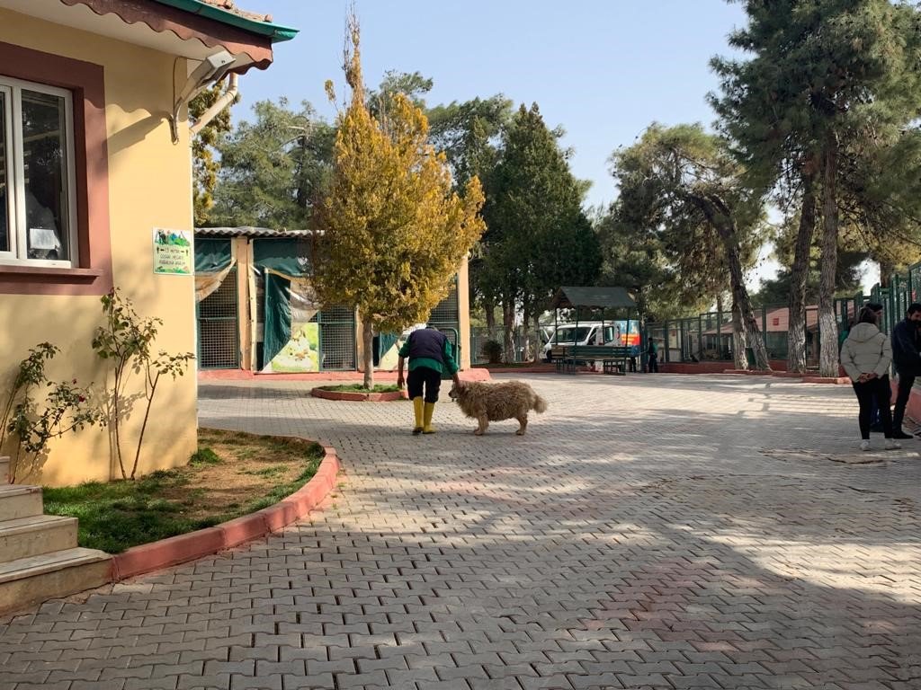 Gaziantep hayvan barınağı depremzede hayvanları sahipleniyor
