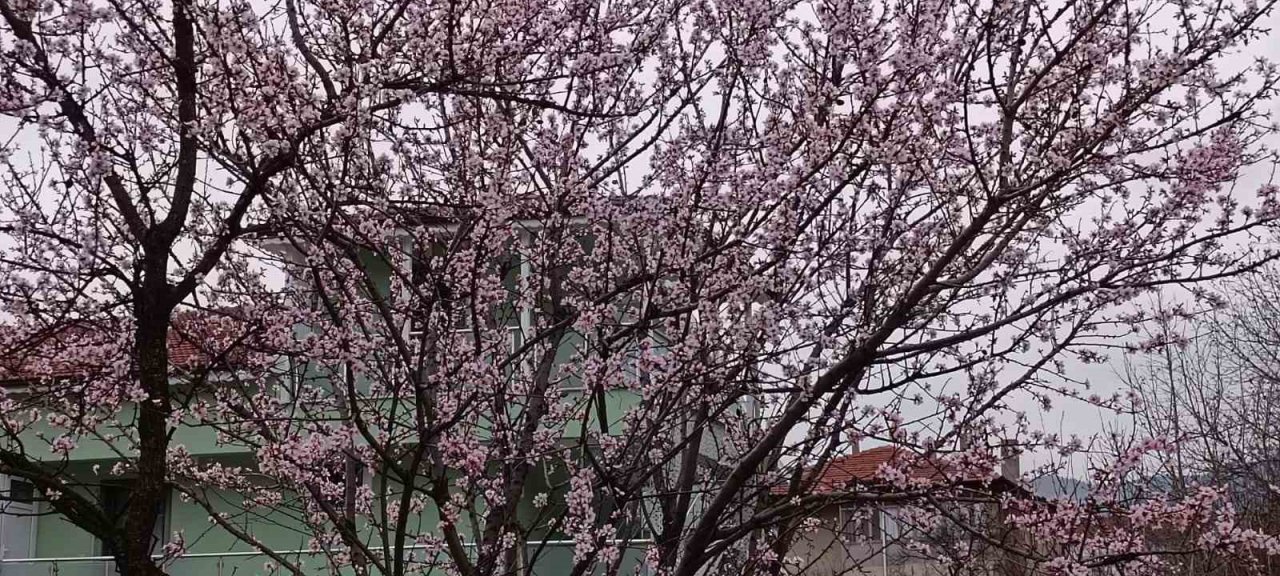 Karabük’te badem ağaçları çiçek açtı