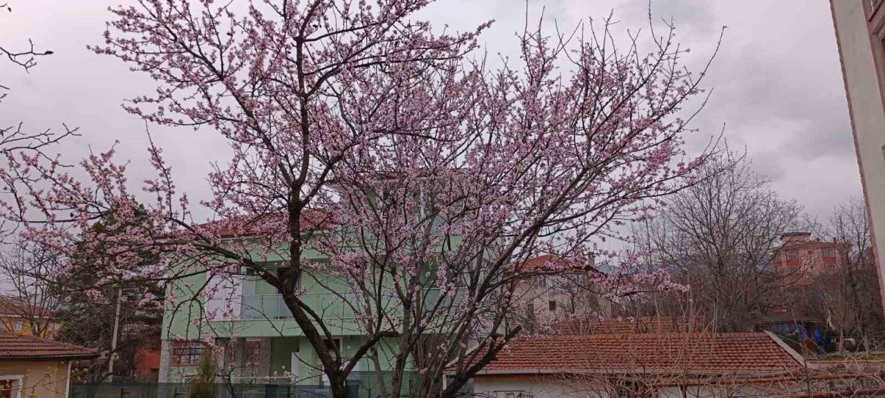 Karabük’te badem ağaçları çiçek açtı