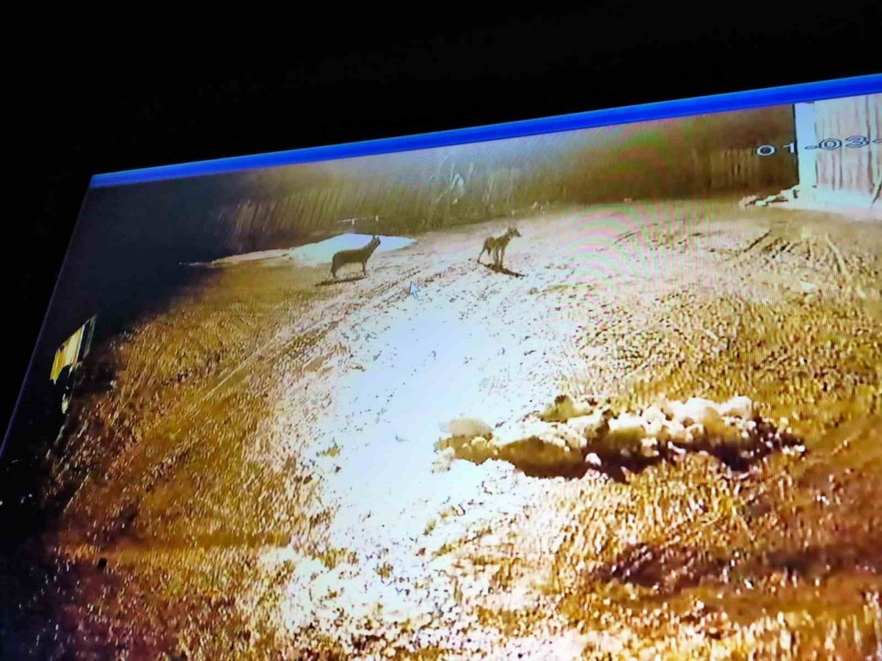 Kastamonu’da kurt sürüsü gece vakti köyü bastı