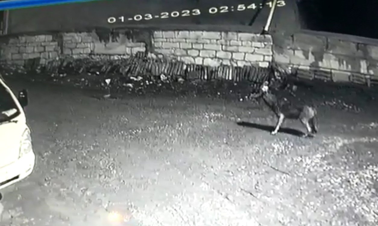 Kastamonu’da kurt sürüsü gece vakti köyü bastı