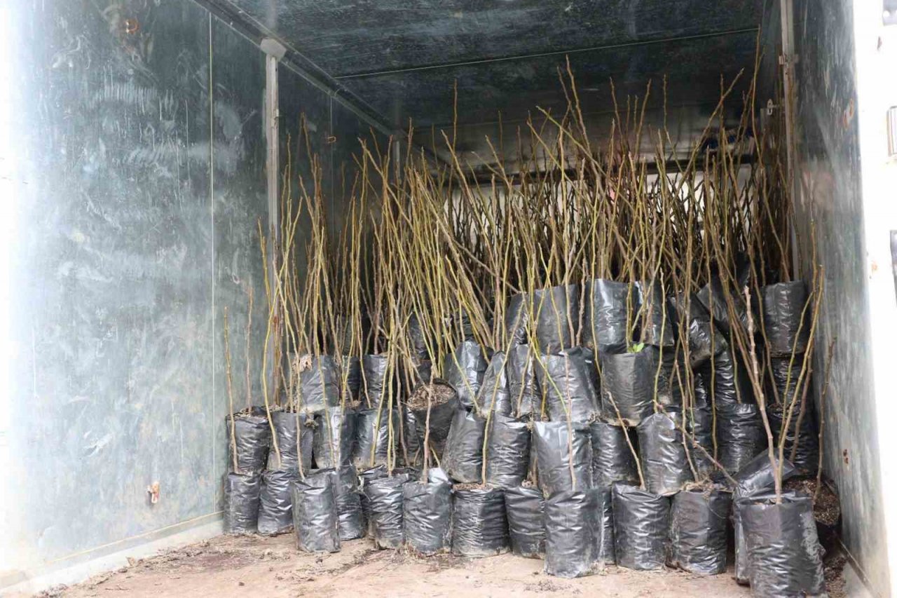 Dalaman’ın 11 kırsal mahallesinde ‘Kaya İnciri’ fidanları toprakla buluştu