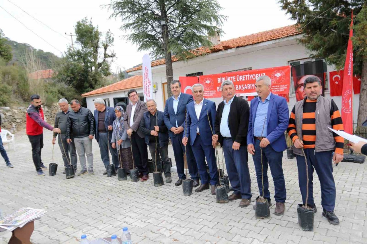 Dalaman’ın 11 kırsal mahallesinde ‘Kaya İnciri’ fidanları toprakla buluştu