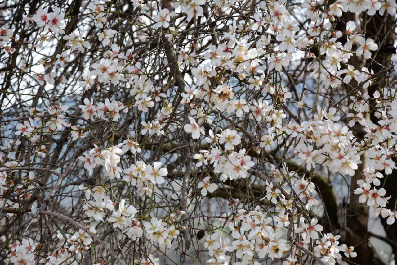 Balıkesir’de ağaçlar erken çiçek açtı