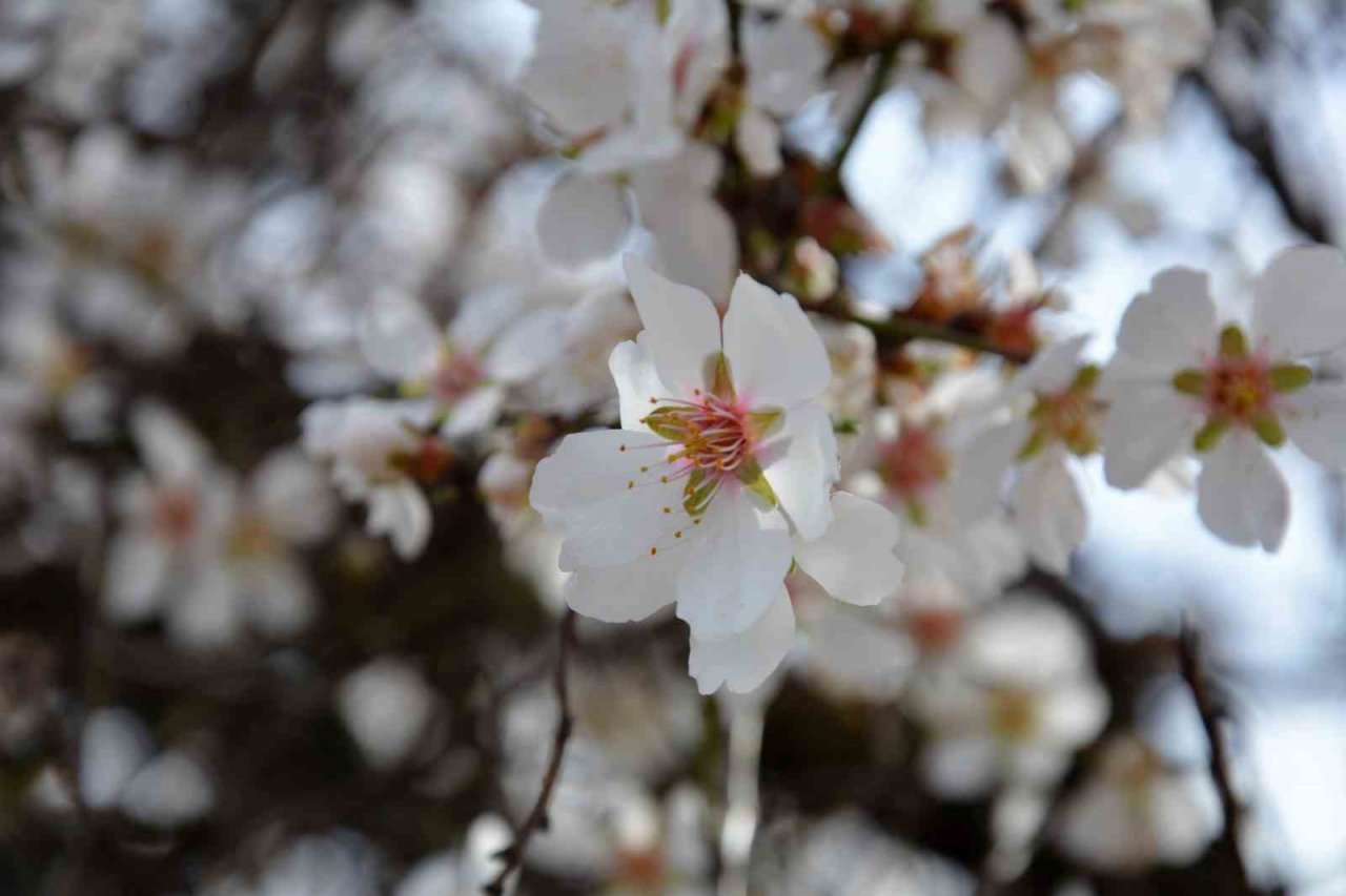 Balıkesir’de ağaçlar erken çiçek açtı